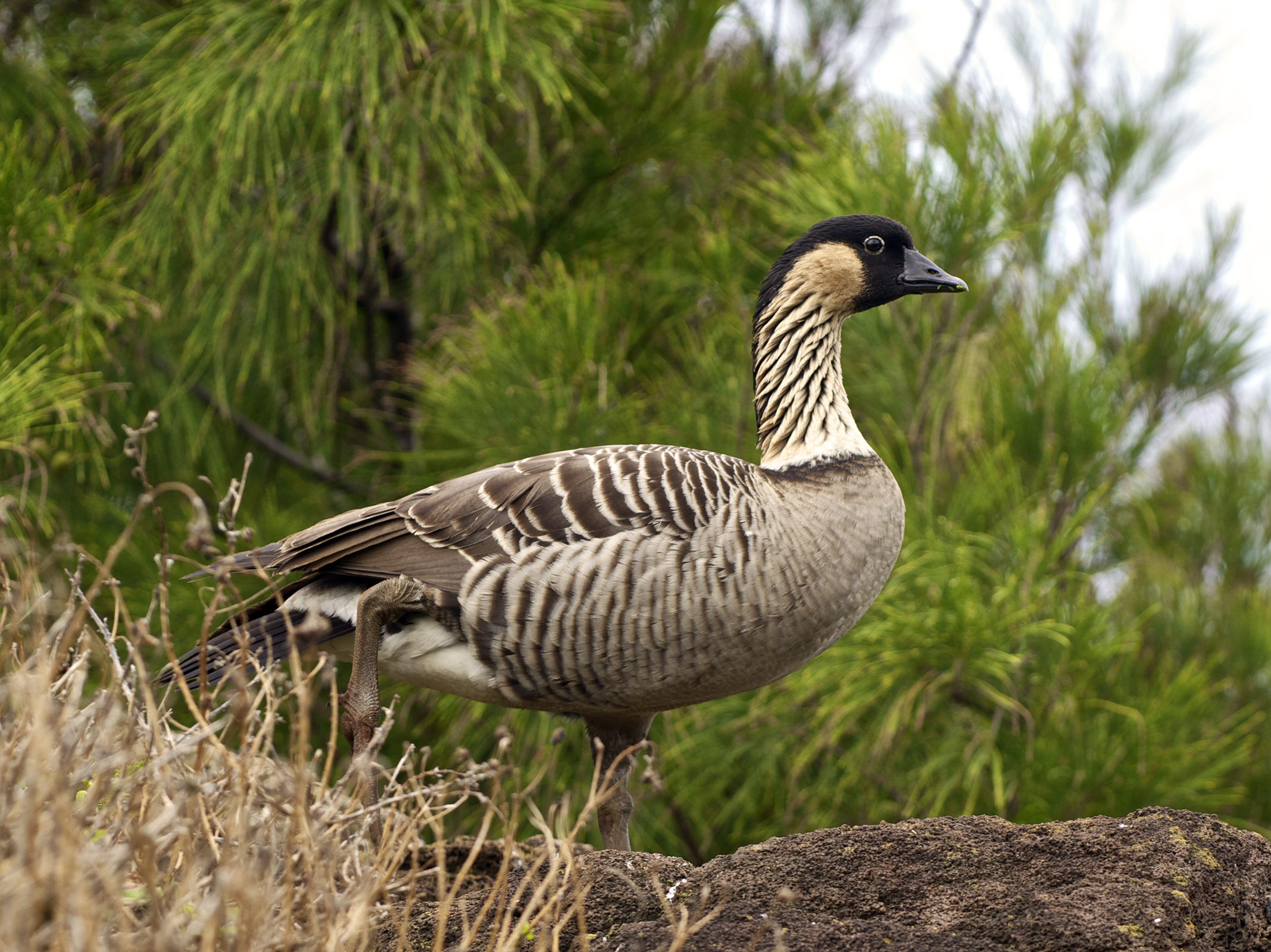 Nene