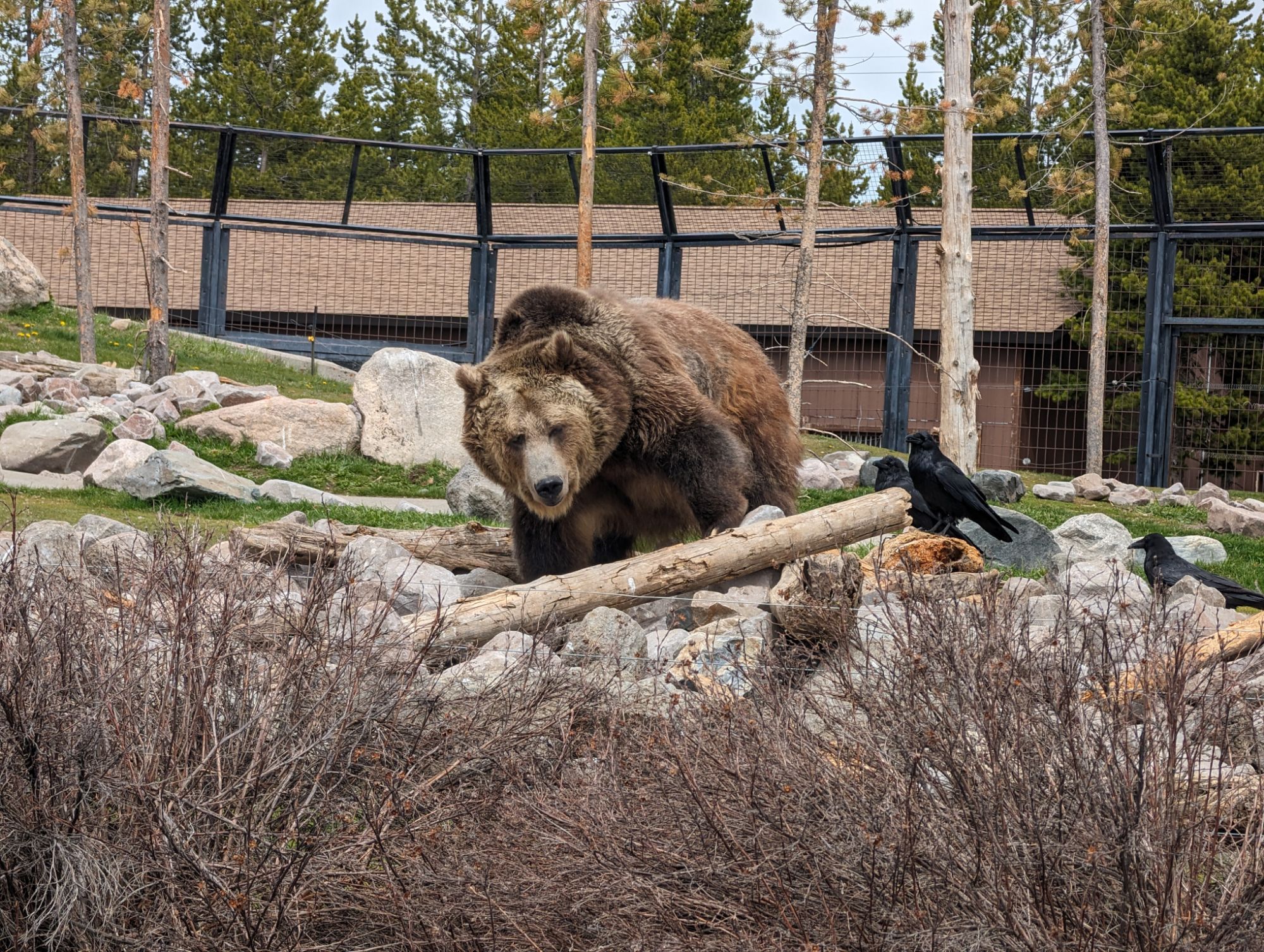 National Park Day 10 – Yellowstone 3